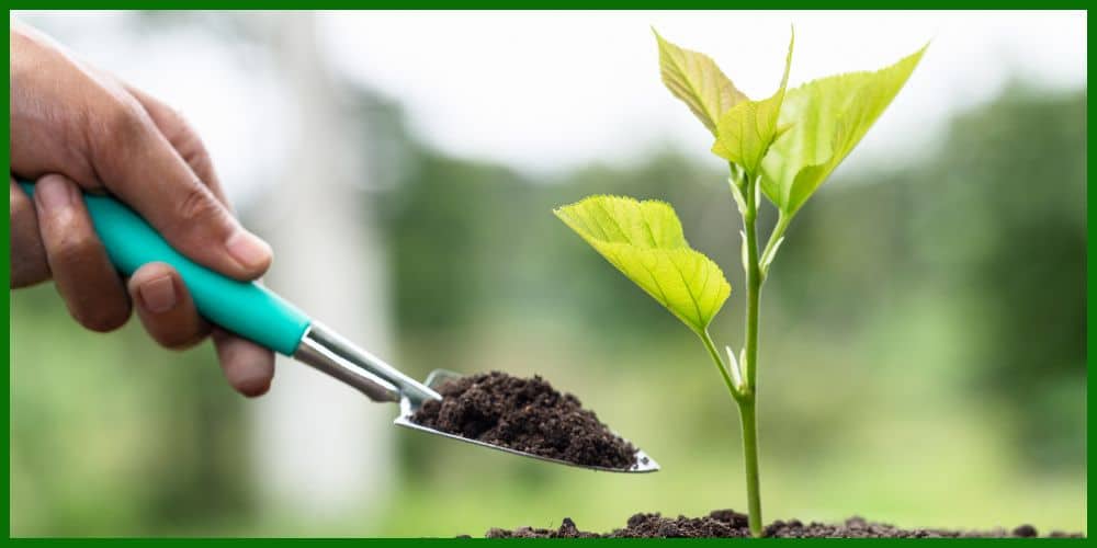 How to Revive a Dead Plant