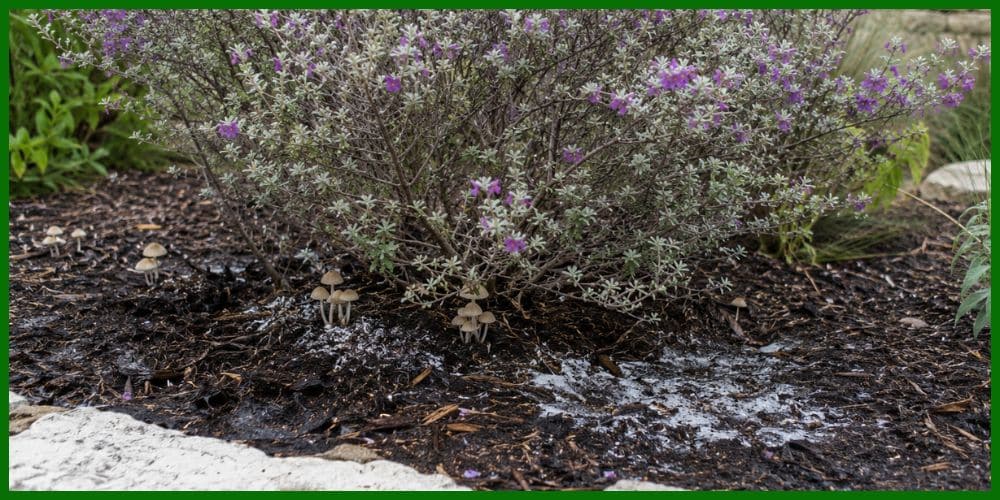 Mold, Mushrooms, or Unusual Soil Smells