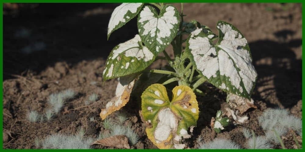 Powdery or Weblike Substance on the Leaves and Soil