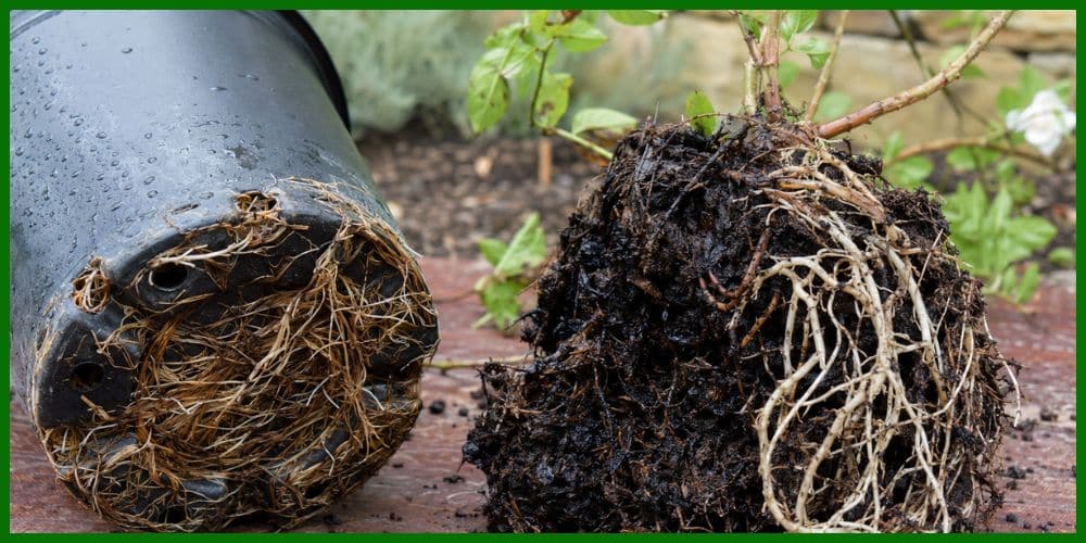 Roots Protruding from Drainage Holes or Smelling Foul