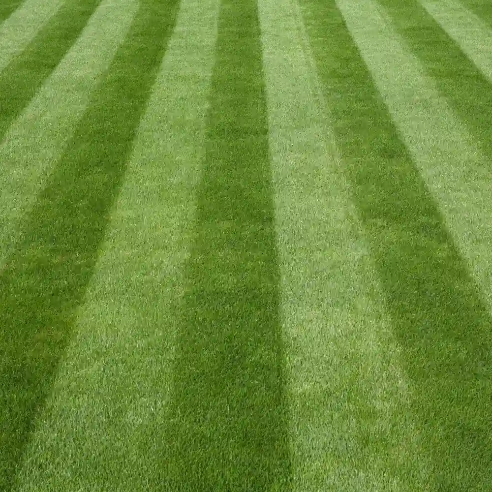 Commercial Lawn Mowing