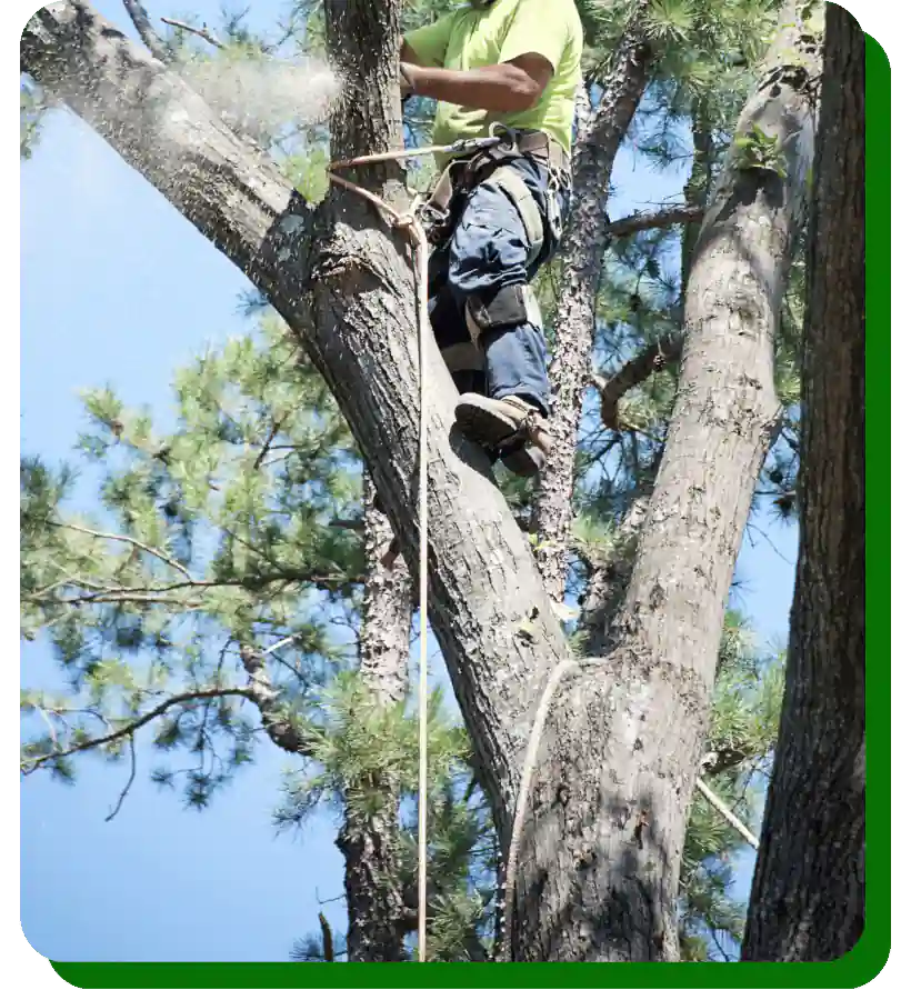 Customized Fertilizer and Weed Control Services in Round Rock