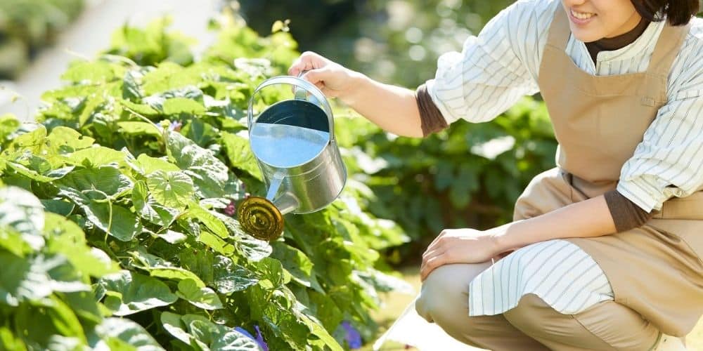 How To Prevent Overwatering