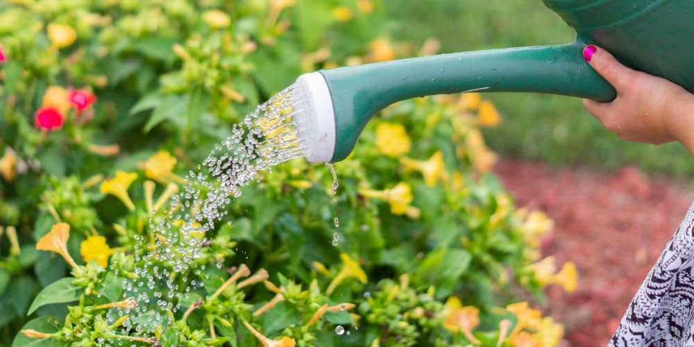 How to Water Your Plant Right
