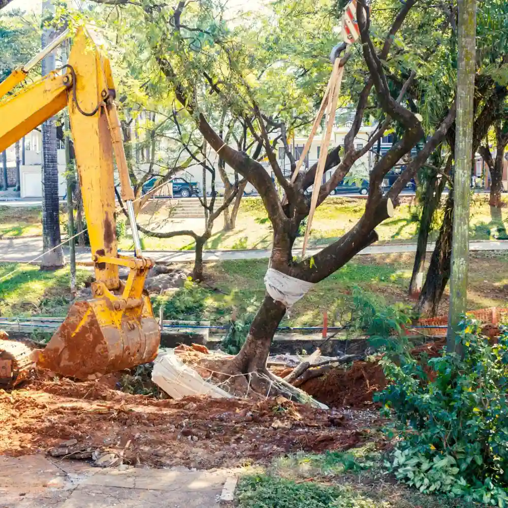 Hazard Tree Removal