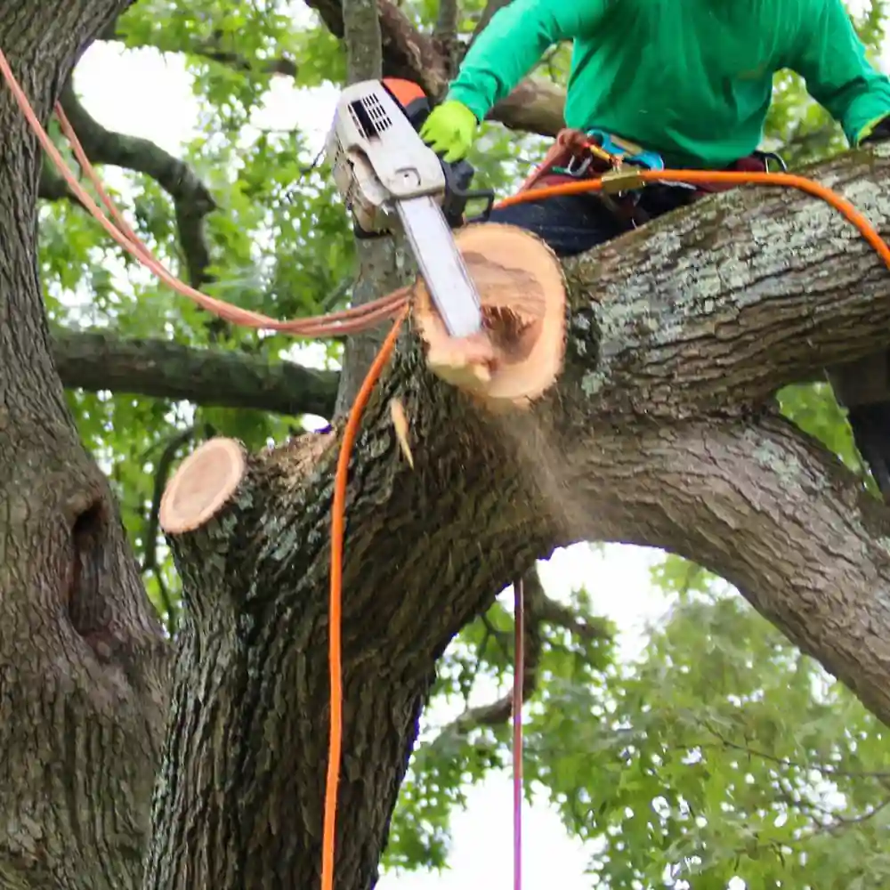 Emergency Tree Removal