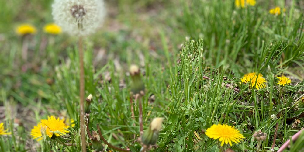 What Causes Weeds to Grow in a Lawn