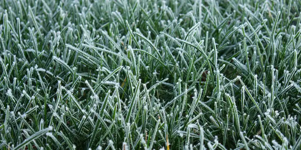 Limit Foot Traffic on Dormant Grass