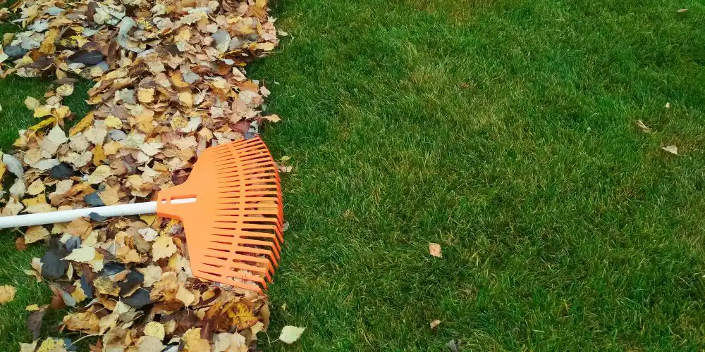 Remove Leaves and Debris Regularly