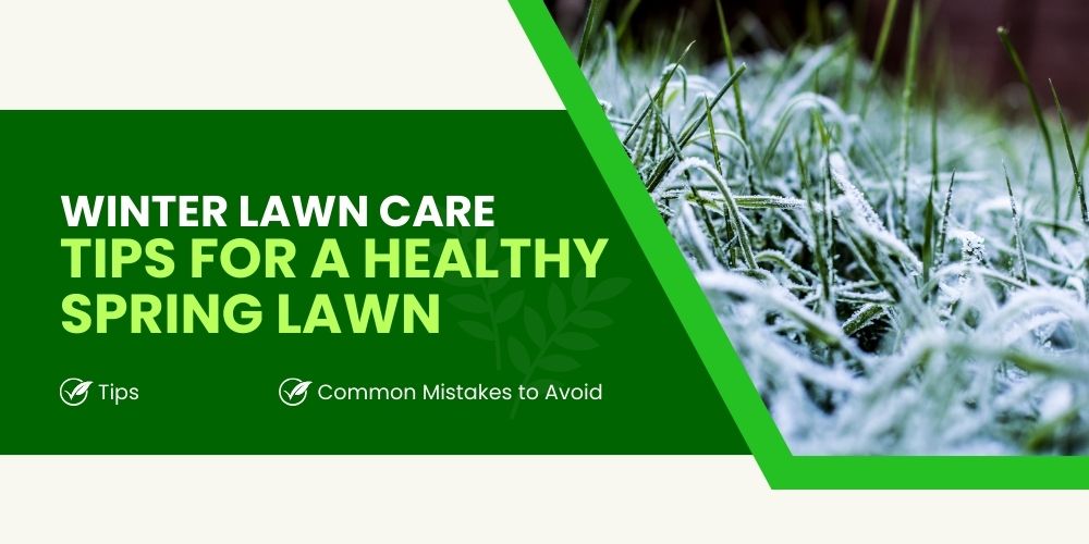 Winter Lawn Care Tips for a Healthy Spring Lawn