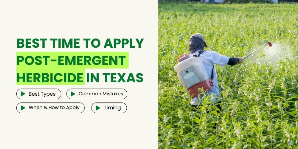 Best Time to Apply Post-Emergent Herbicide in Texas