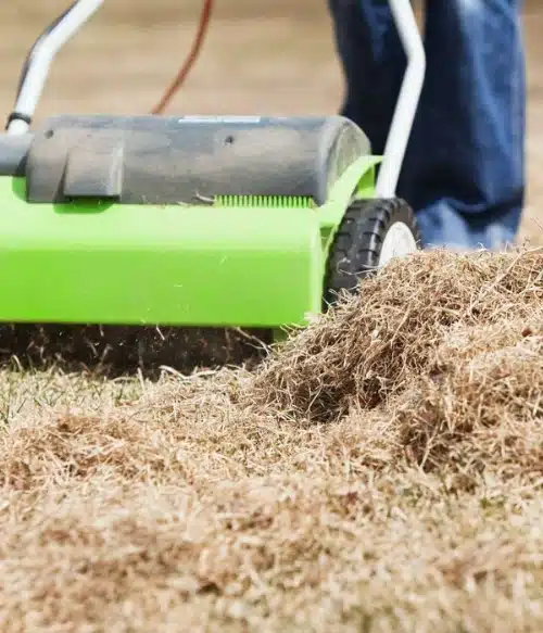 Dethatching