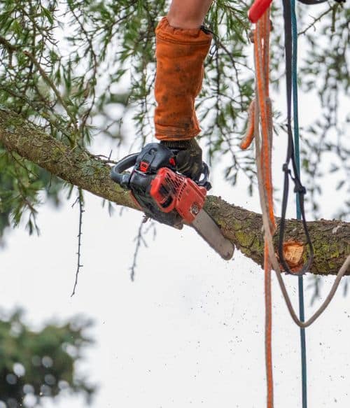 Tree Trimming