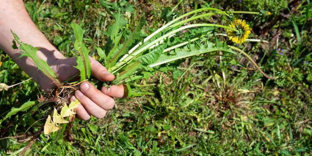 Control Weeds Before They Steal Nutrients