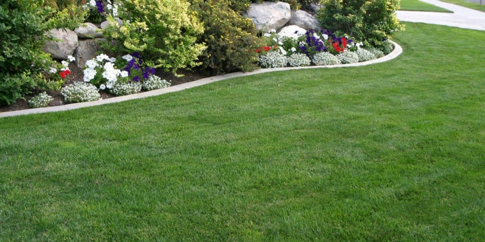 What Texas Lawns Are Up Against in Summer