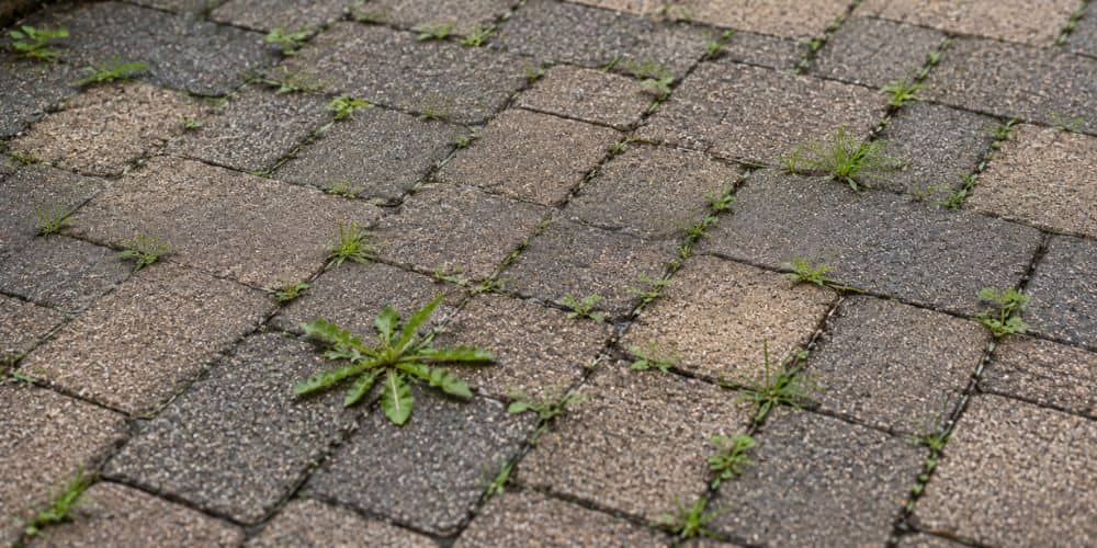 Weeds Return Within Weeks