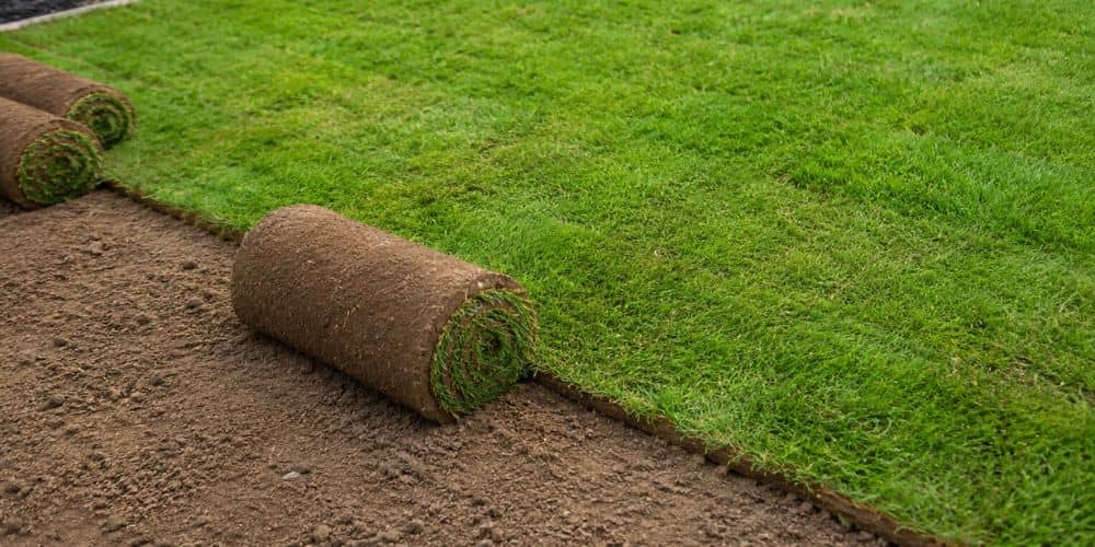 Xeriscape turf replacement