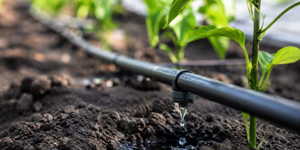 Zoned drip irrigation