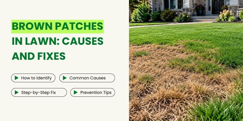 Brown Patches in Lawn Why They Happen and How to Fix Them
