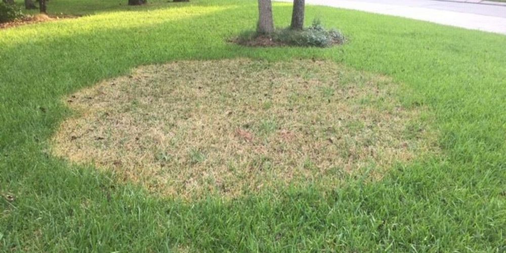 What Causes Brown Patches in a Lawn_