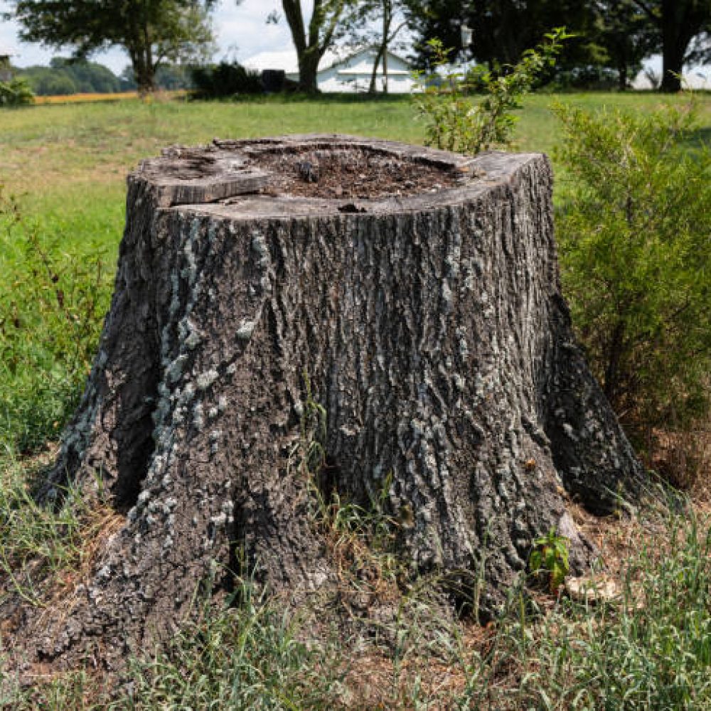 Old tree stump surrounded by grass in the backyard of a farm house.